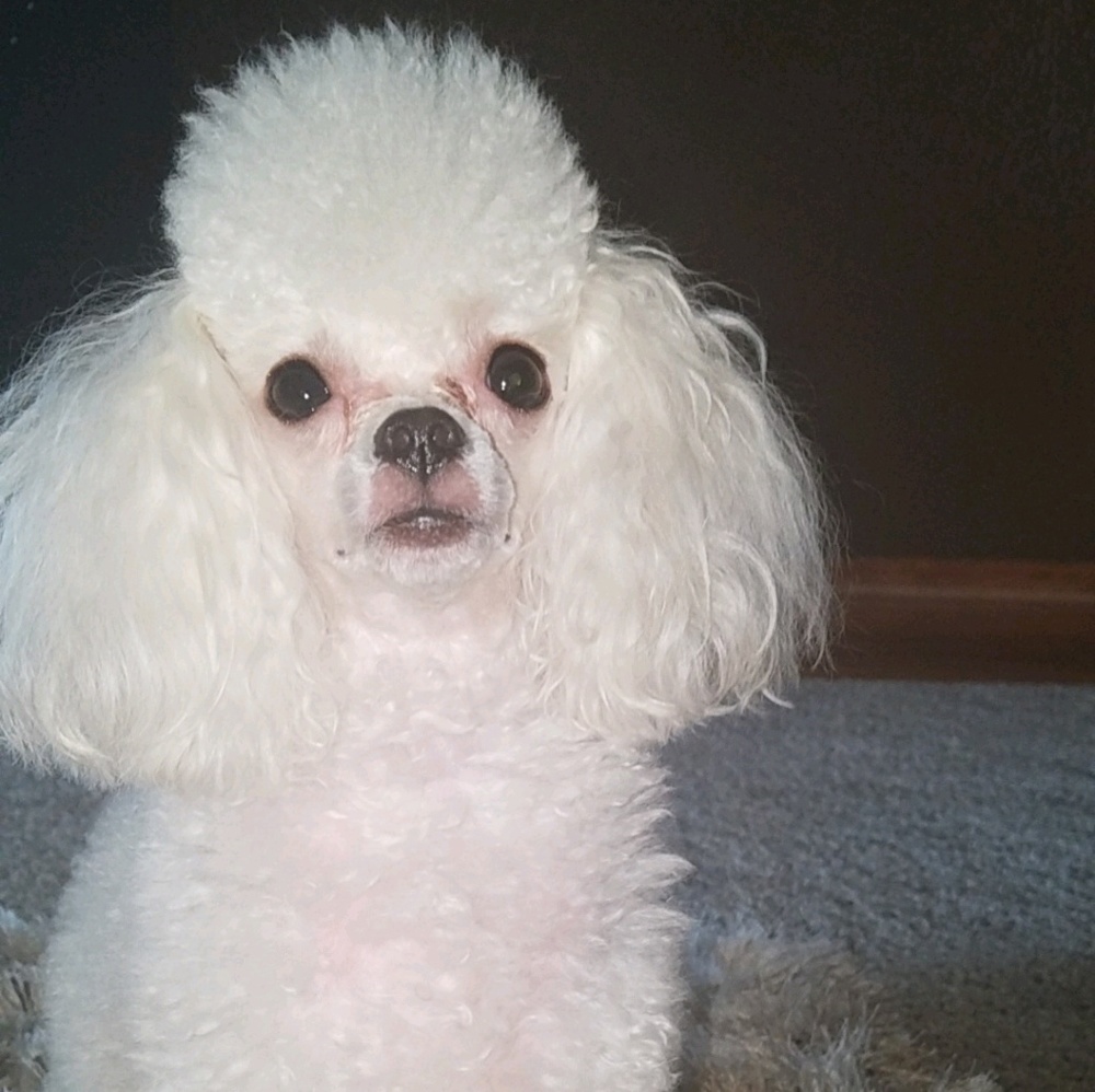 Meet your Posher, Priscilla
